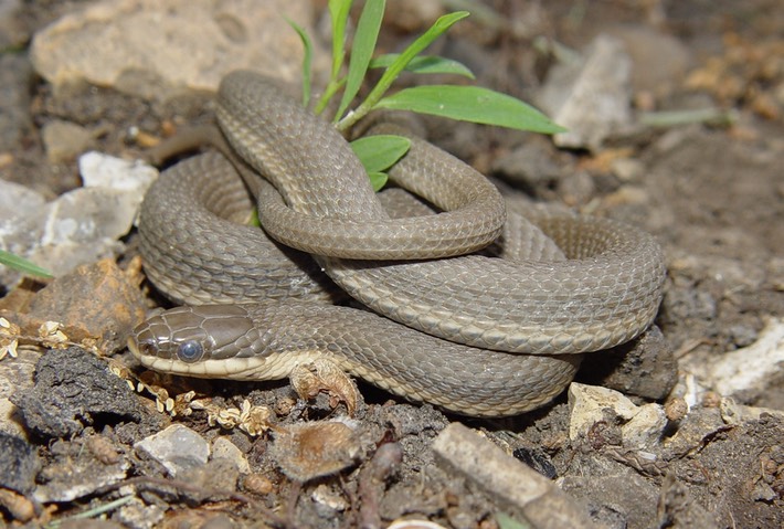 Queensnake Trousdale County.jpg
