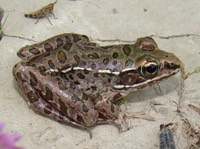 R. sphenocephala (2) (2)