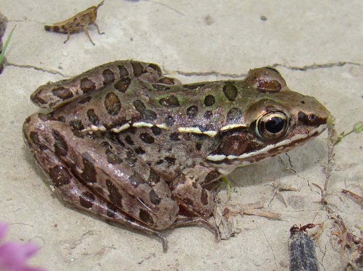 R. sphenocephala (2) (2)