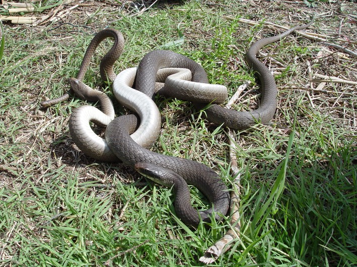 Racer Manchac WMA St. John 2.jpg