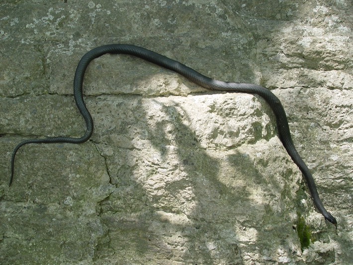 Racer Trousdale County.jpg