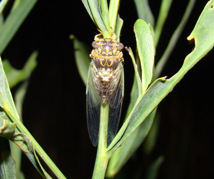 Random H9 Pics 2010 066 ATCH