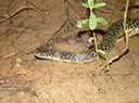 Speckled Kingsnake 1.jpg