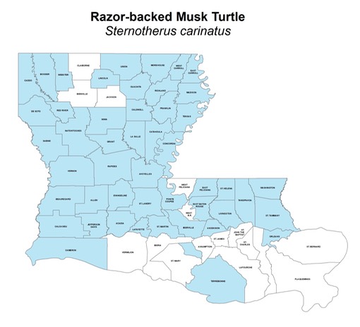 Razor-backed Musk Turtle