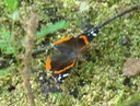 Red Admiral - Vanessa atalanta
