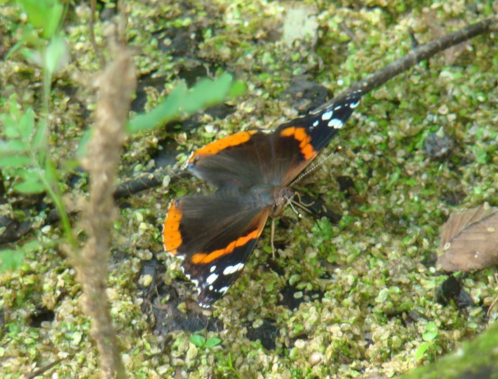 Red Admiral - Vanessa atalanta