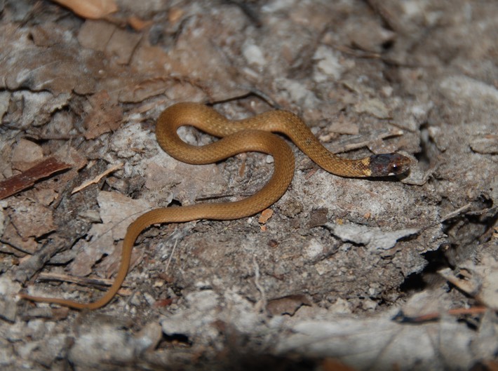 Red-bellied Snake.JPG