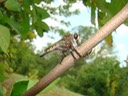 Red-Footed Cannibalfly - Bearded Robber Fly - Promachus rufipes (9)