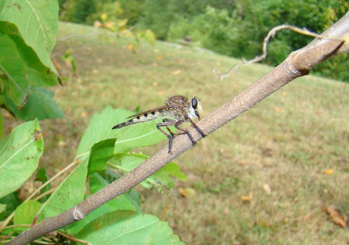 Red-Footed Cannibalfly - Bearded Robber Fly - Promachus rufipes (2)