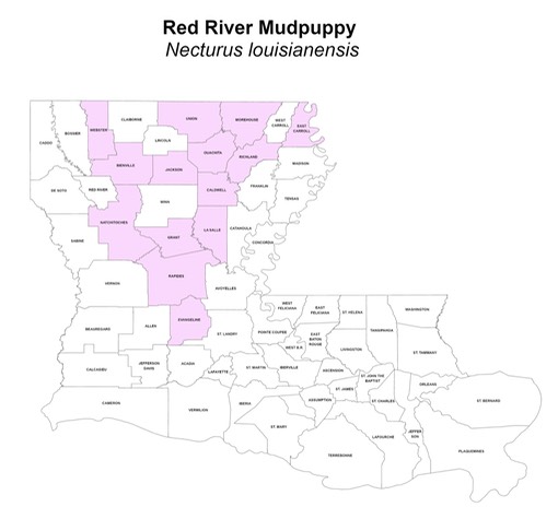Red River Mudpuppy