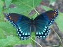 Red-spotted Purple - Limenitis arthemis astyanax (7)