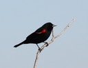 Red-winged Blackbird (2)