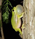Reel Herps (114) (2)