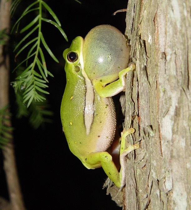 Reel Herps (114) (2)