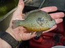 Reel Herps (40)