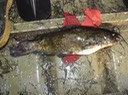 Reelfoot 2005 (140)