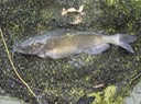Reelfoot 2005 (146)