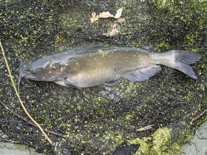Reelfoot 2005 (146)