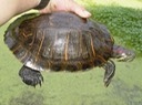 Reelfoot 2005 (158)