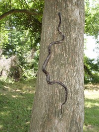 Reelfoot (79)