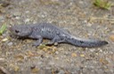 Reelfoot Herps (116) ATAL