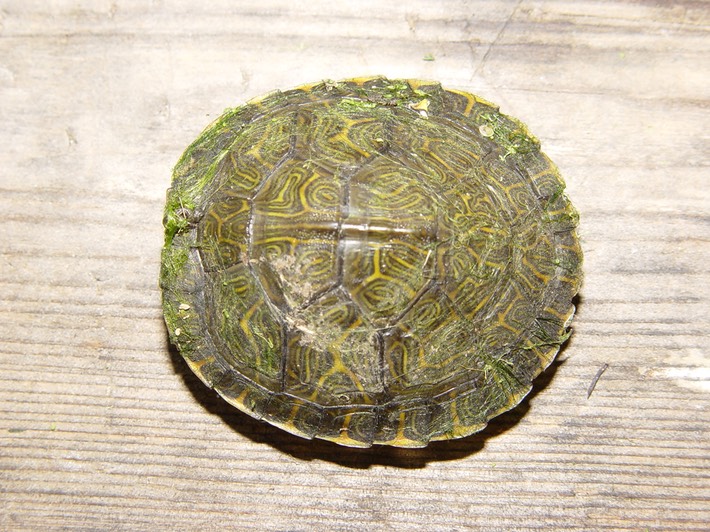 Reelfoot Herps 2 (51)