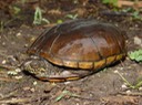 Reelfoot Herps (67)