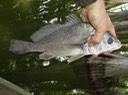 Reelfoot HERPS (77)