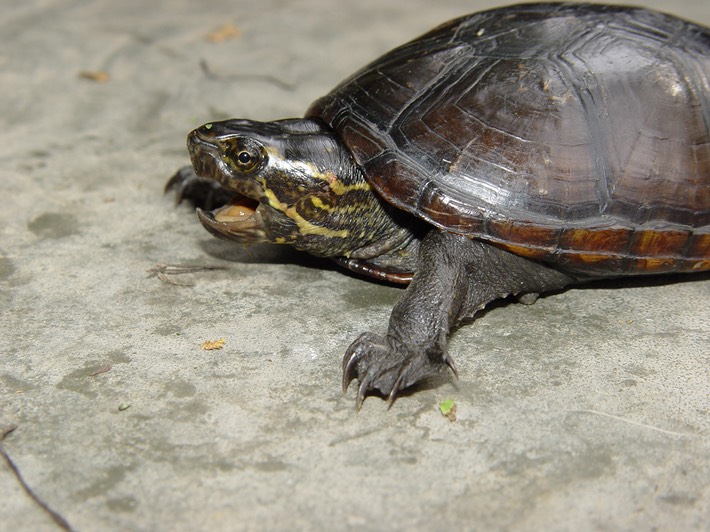 RF HERPS (23)