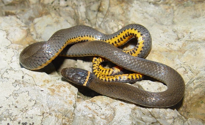 Ring-necked Snake 1 Old Stone Fort Arch. Park.jpg