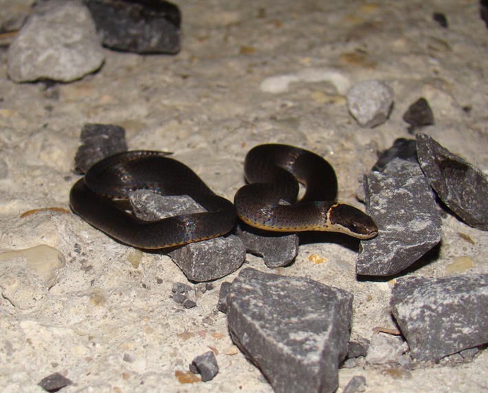 Ring-necked Snake 1.jpg