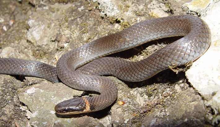Ring-necked Snake 2 Old Stone Fort Arch. Park.jpg