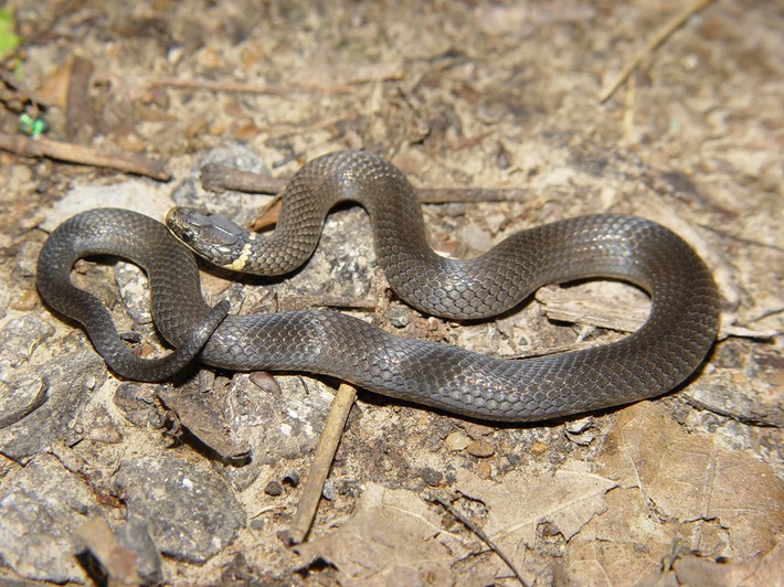 Ring-necked Snake.JPG