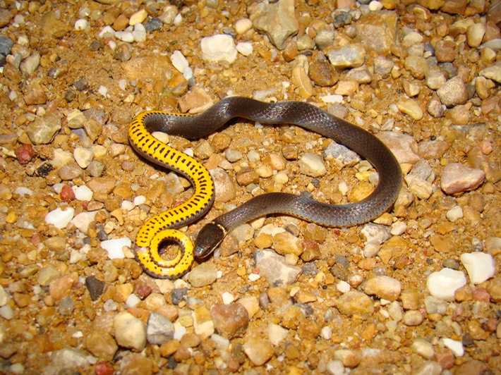 Ring-necked Snake 2.jpg