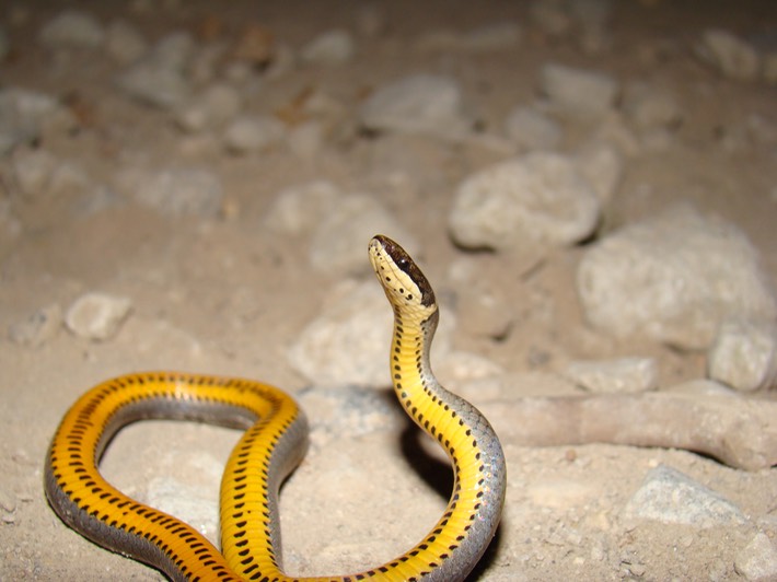 Ring-necked Snake 3.jpg