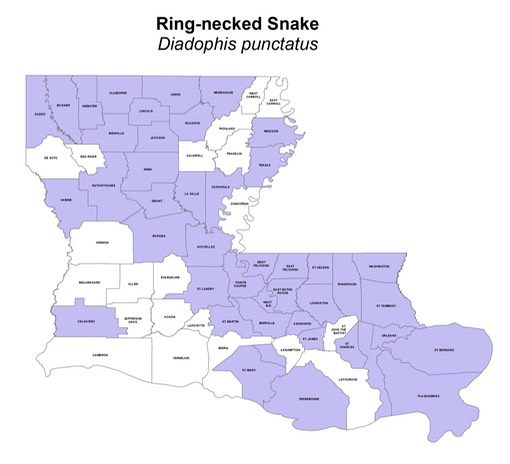 Ring-necked Snake
