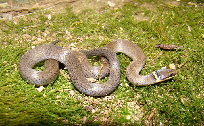 Ring-necked Snake Normandy.JPG