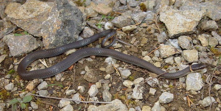 Ring-necked Snake.JPG