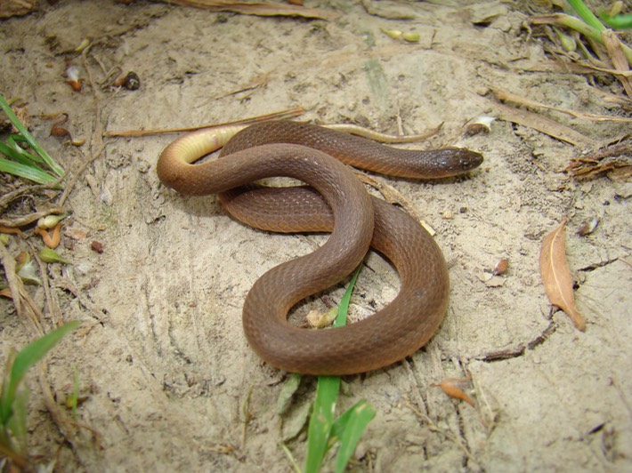 Rough Earthsnake.jpg