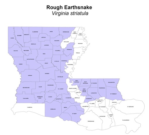 Rough Earthsnake