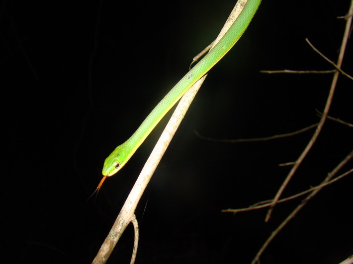 Rough Greensnake 2.JPG