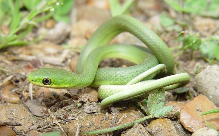 Rough Greensnake.jpg
