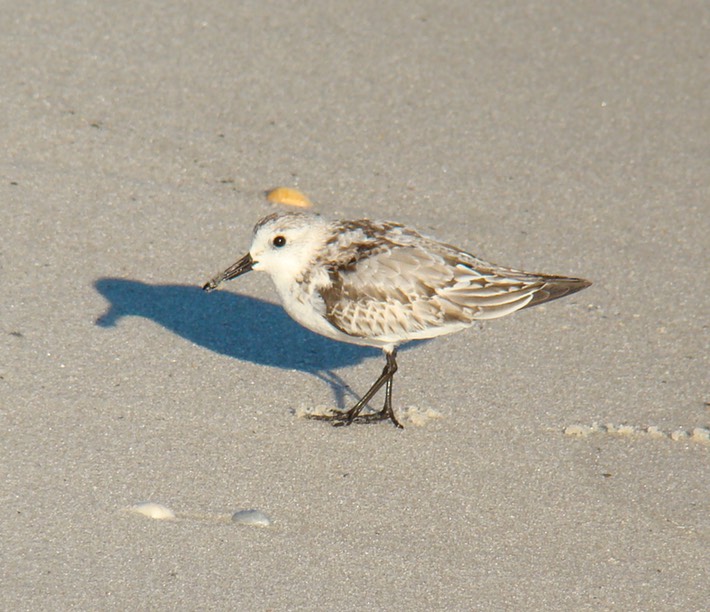 Sanderling