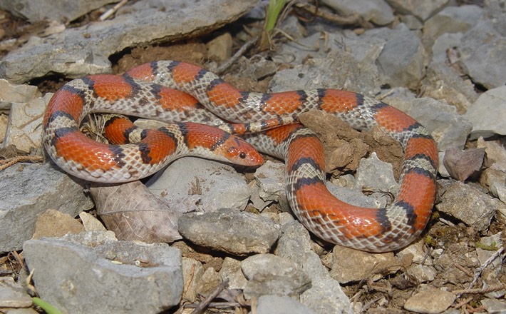 Scarletsnake 1.jpg