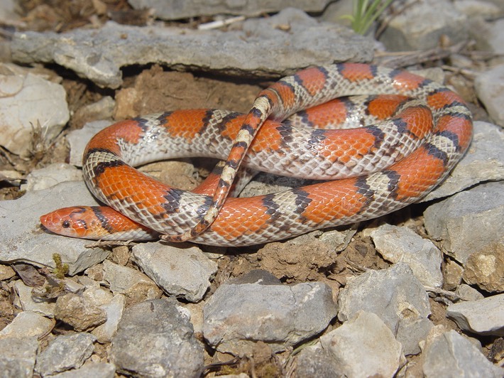 Scarletsnake 2.jpg