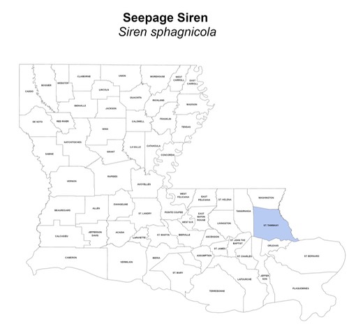 Seepage Siren