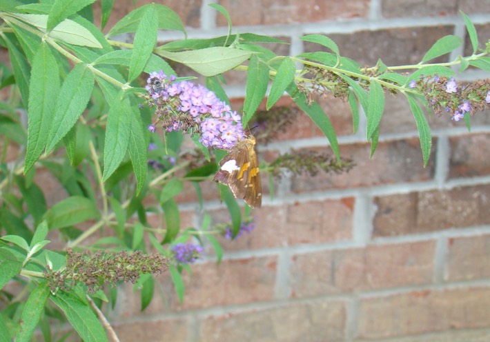Silver-spotted Skipper (Epargyreus clarus)