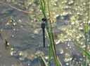 Slaty Skimmer - Libellula incesta (1)