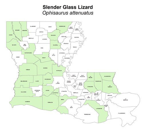 Slender_Glass_Lizard