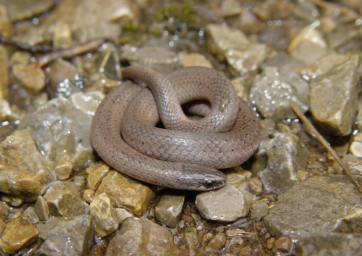 Smooth Earthsnake 2.jpg